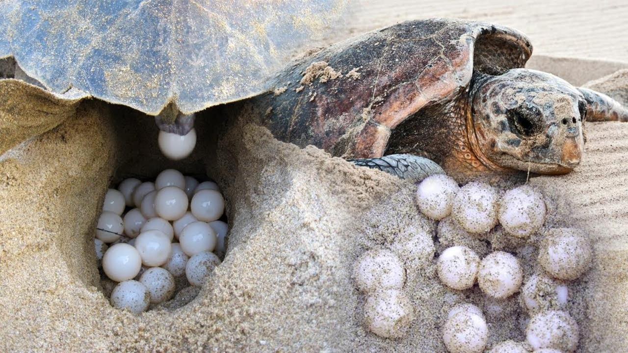 Home In The Island タンガラ エクステリア 写真